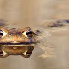 Flachschwimmer - Bufo bufo -