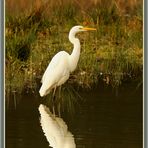 Flachsee Rottenschwil, Silberreiher_Aigrette_Airone_Egret  (Ardea alba) 2022-12-30 039