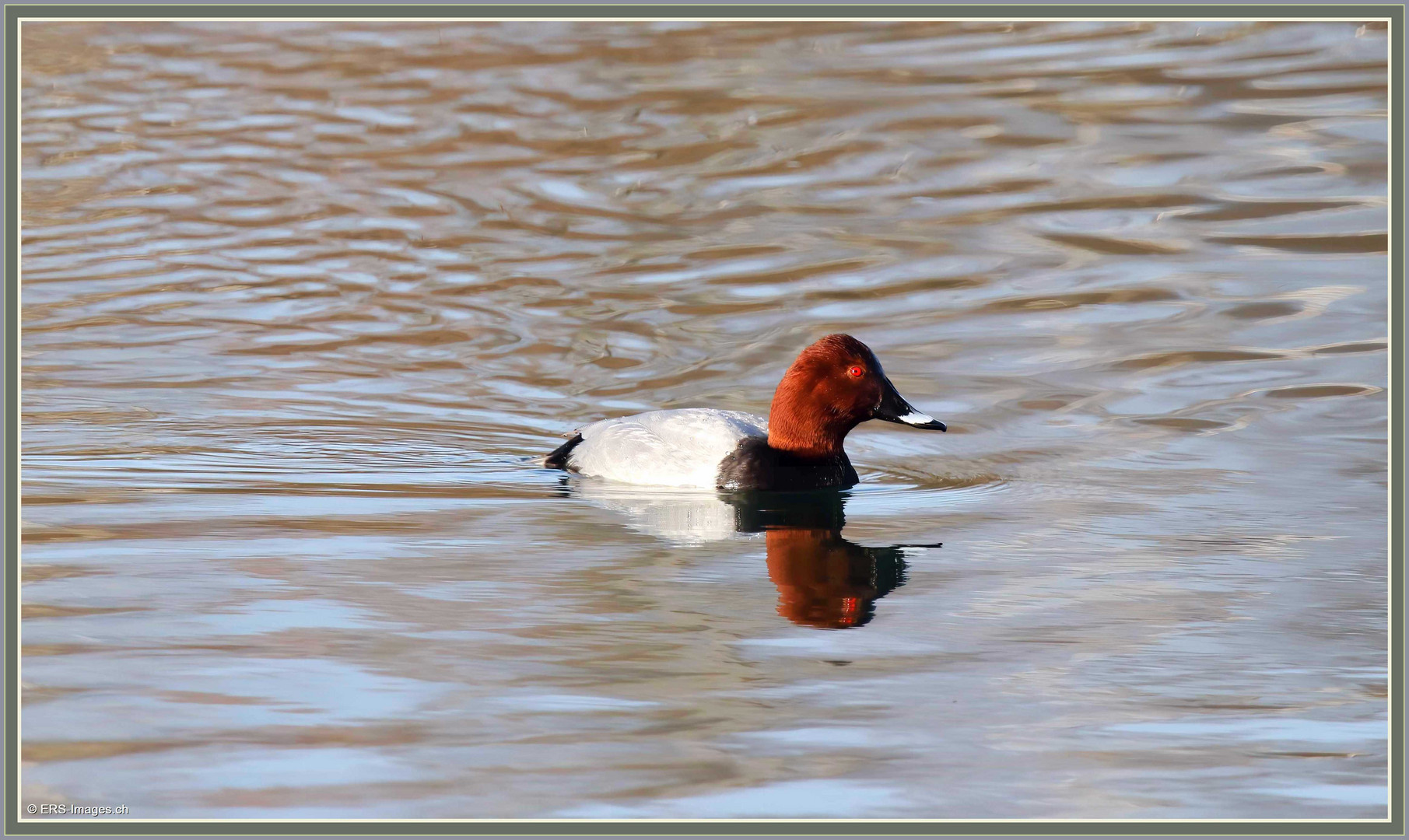 Flachsee Rottenschwil Tafelente 2023-01-02 176 ©