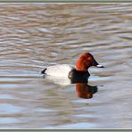 Flachsee Rottenschwil Tafelente 2023-01-02 176 ©