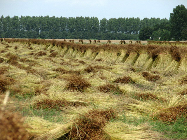 Flachsernte im Juni