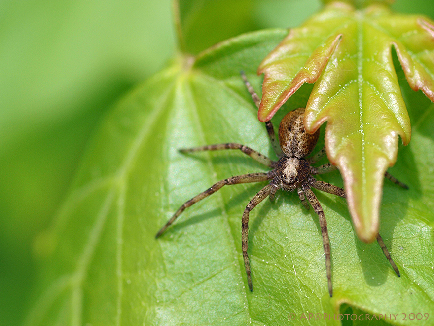 Flachstrecker (Philodromus aureolus)