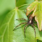 Flachstrecker (Philodromus aureolus)