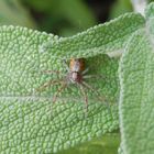 Flachstrecker (Philodromus sp.)