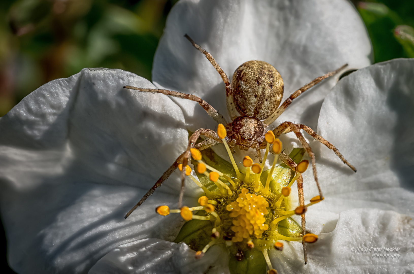 Flachstrecker Spinne 