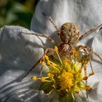 Flachstrecker Spinne 