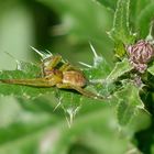 flachstrecker weibchen