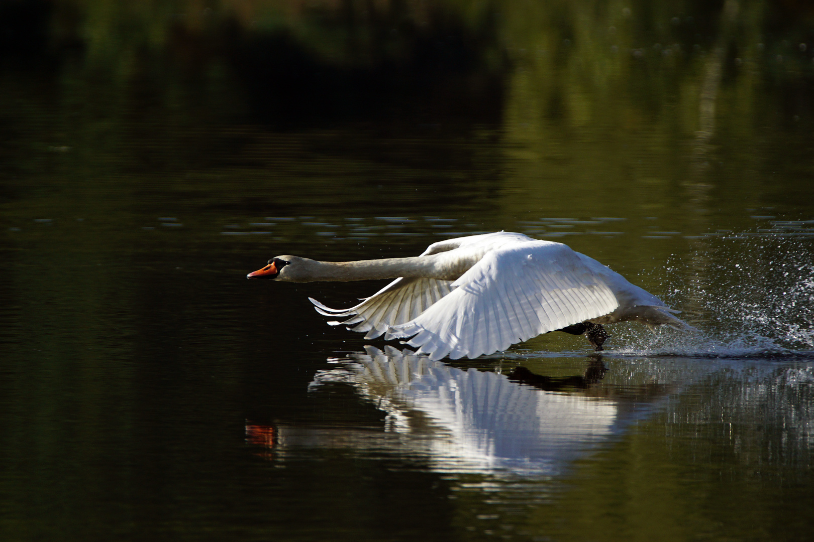 Flachwasserstart