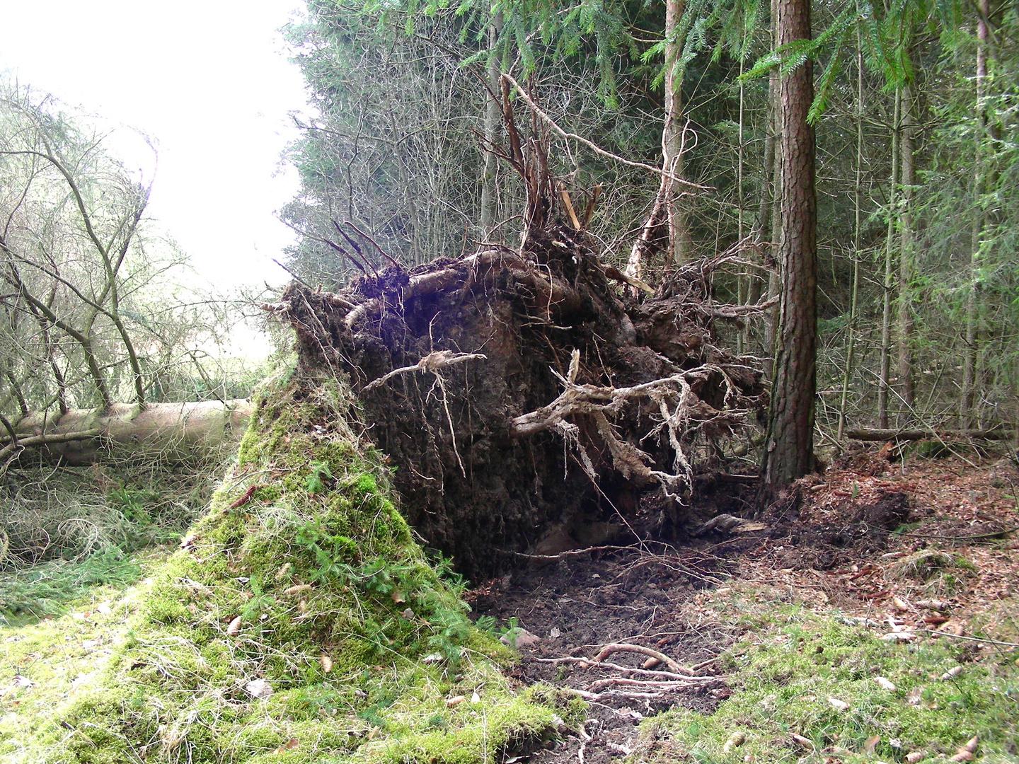Flachwurzler Foto & Bild pflanzen, pilze & flechten, bäume
