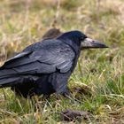 "Fladenpicker" Saatkrähe ( Corvus frugilegus)