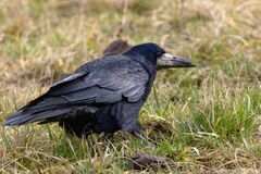 "Fladenpicker" Saatkrähe ( Corvus frugilegus)