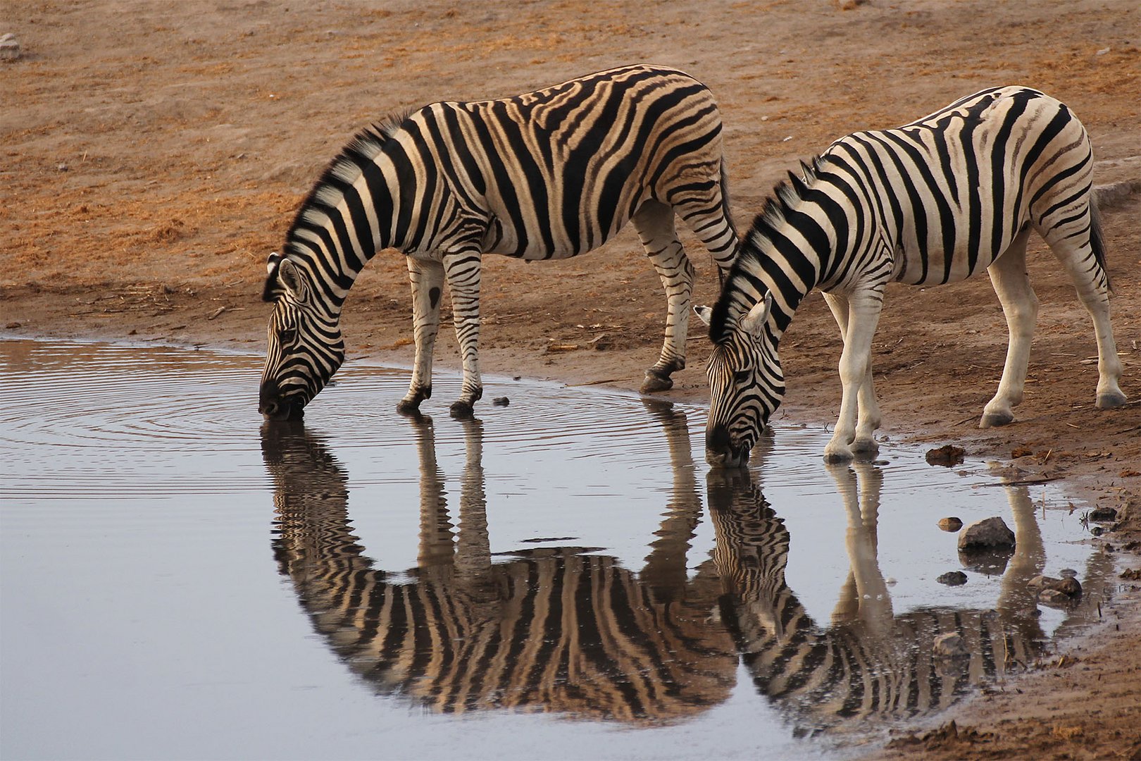 Flächenzebras