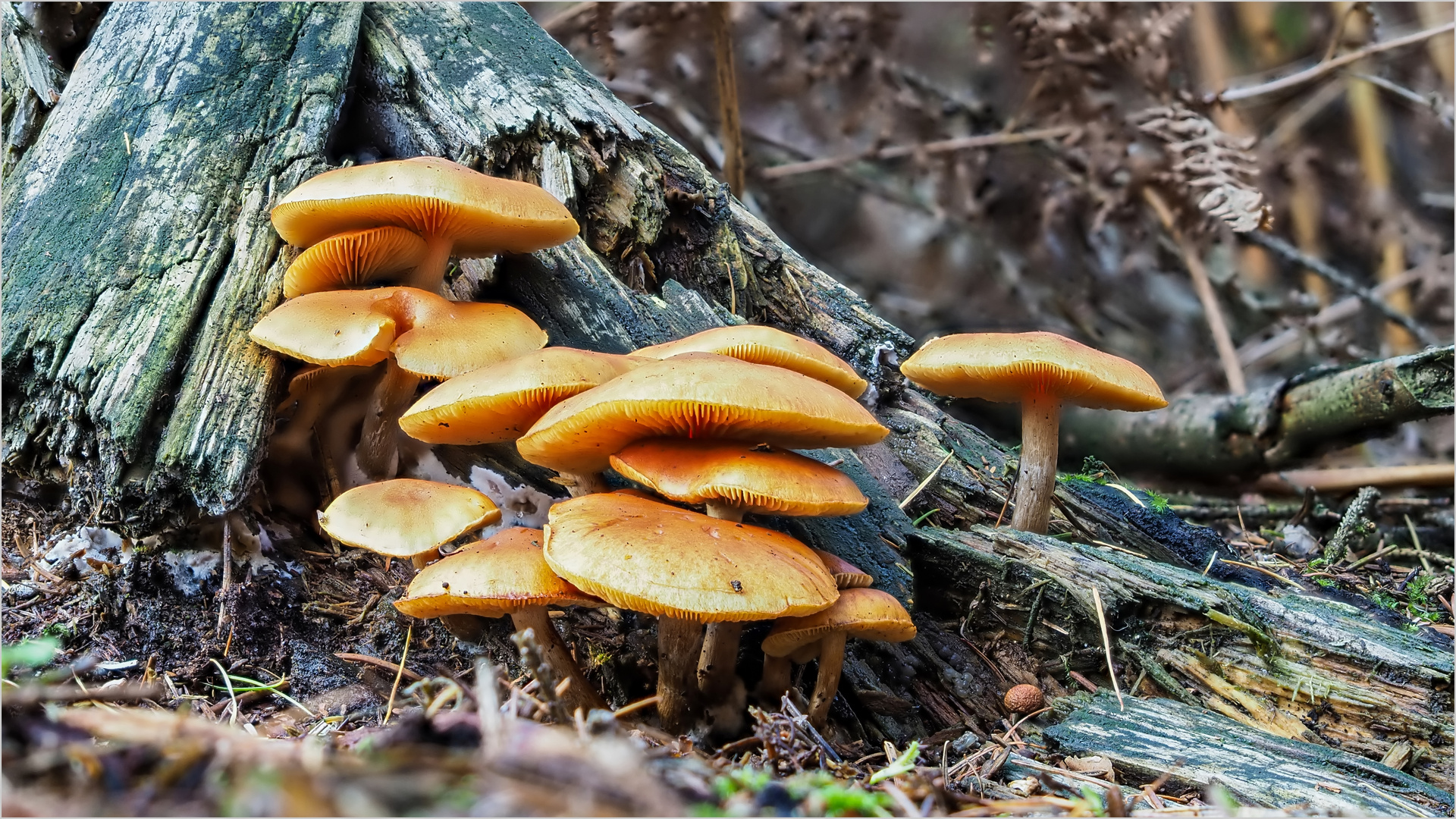 Flämmlinge am vergangenem Holz  .....