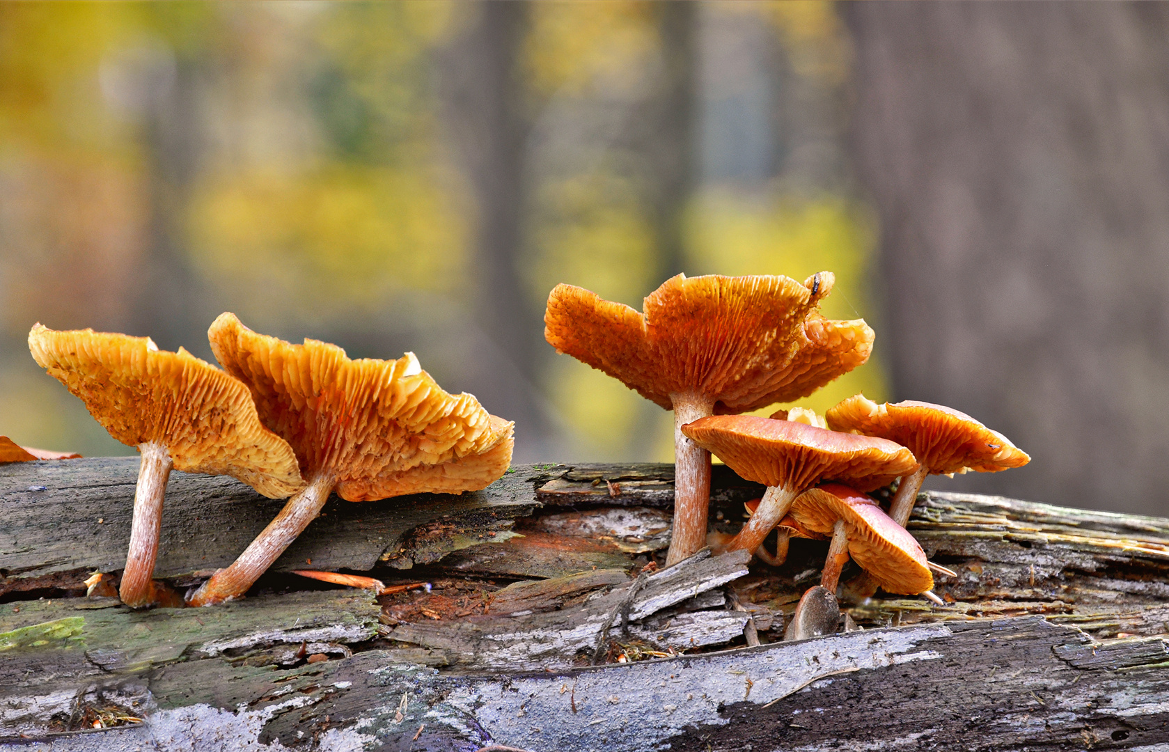 Flämmlinge im herbstlichen Wald