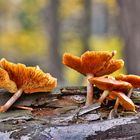 Flämmlinge im herbstlichen Wald