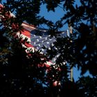 Flag behind the tree