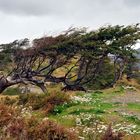 Flag Tree