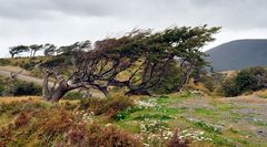 Flag Tree