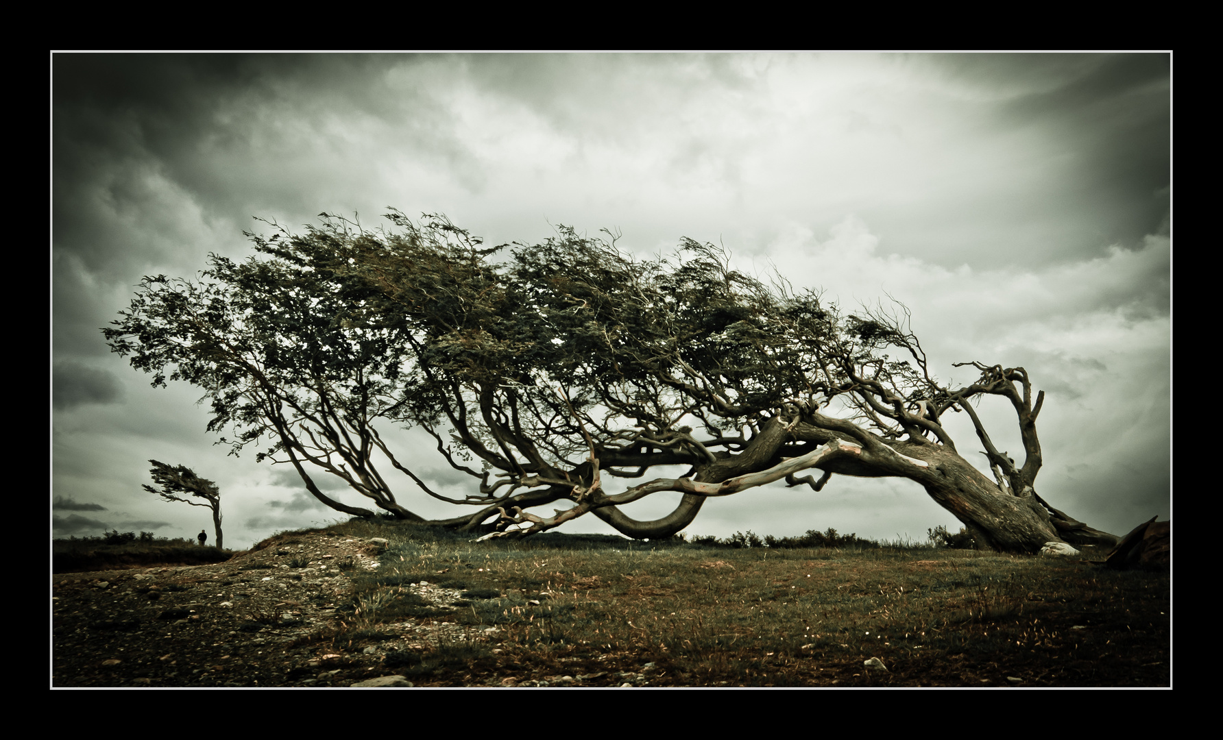 Flag Tree