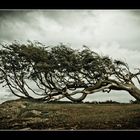 Flag Tree