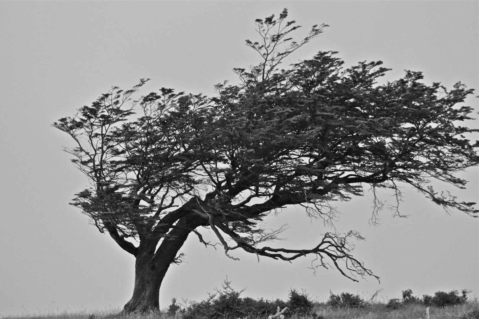 Flag Tree