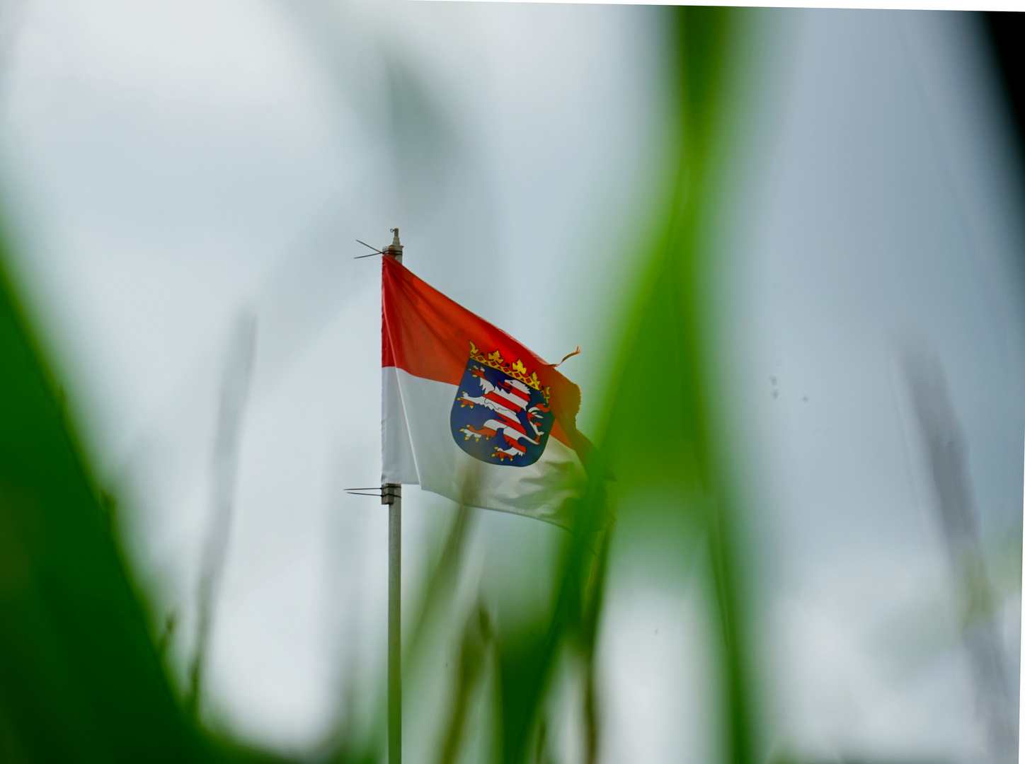 Flagge im Wind