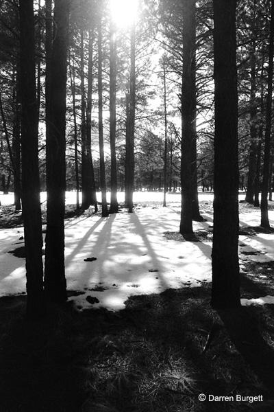 Flagstaff Forest I