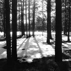 Flagstaff Forest I