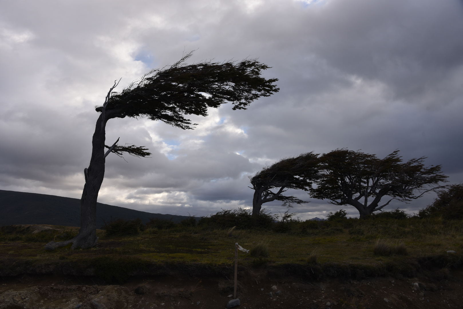 Flagtrees