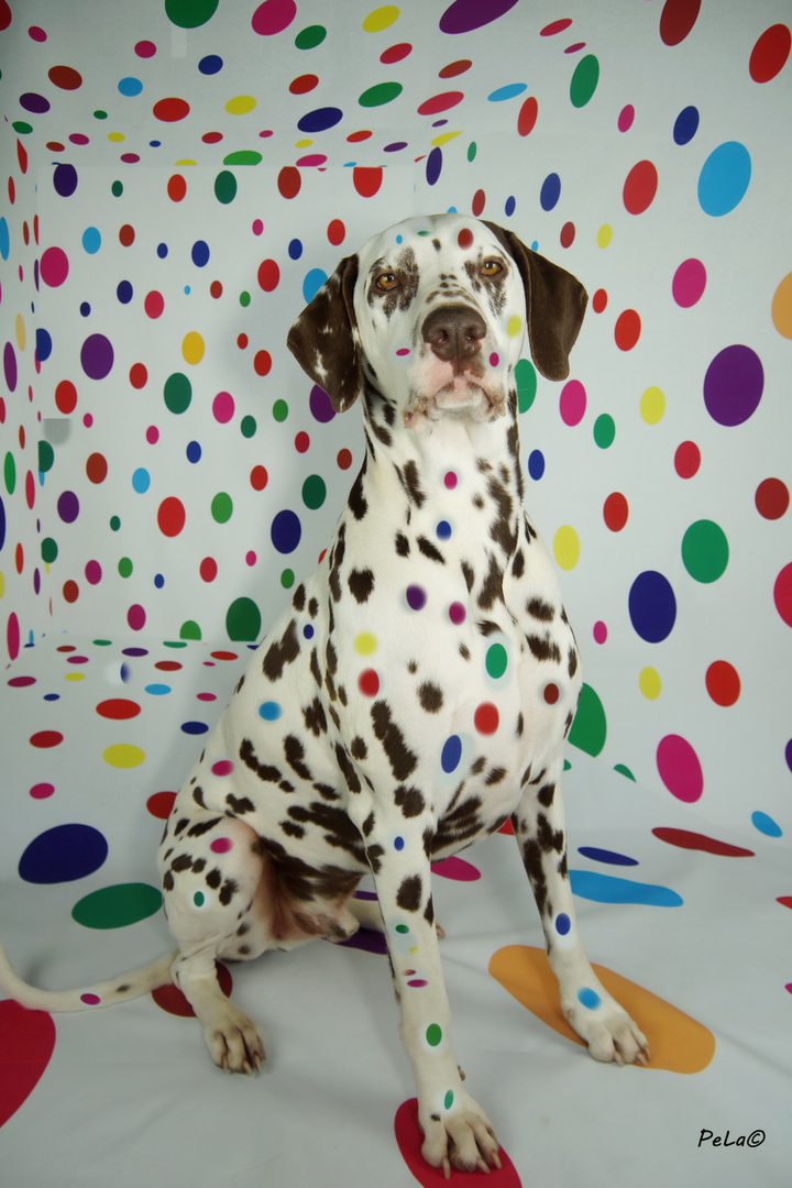 Flake Mit Vielen Punkten Foto Bild Tiere Haustiere Hunde Bilder Auf Fotocommunity