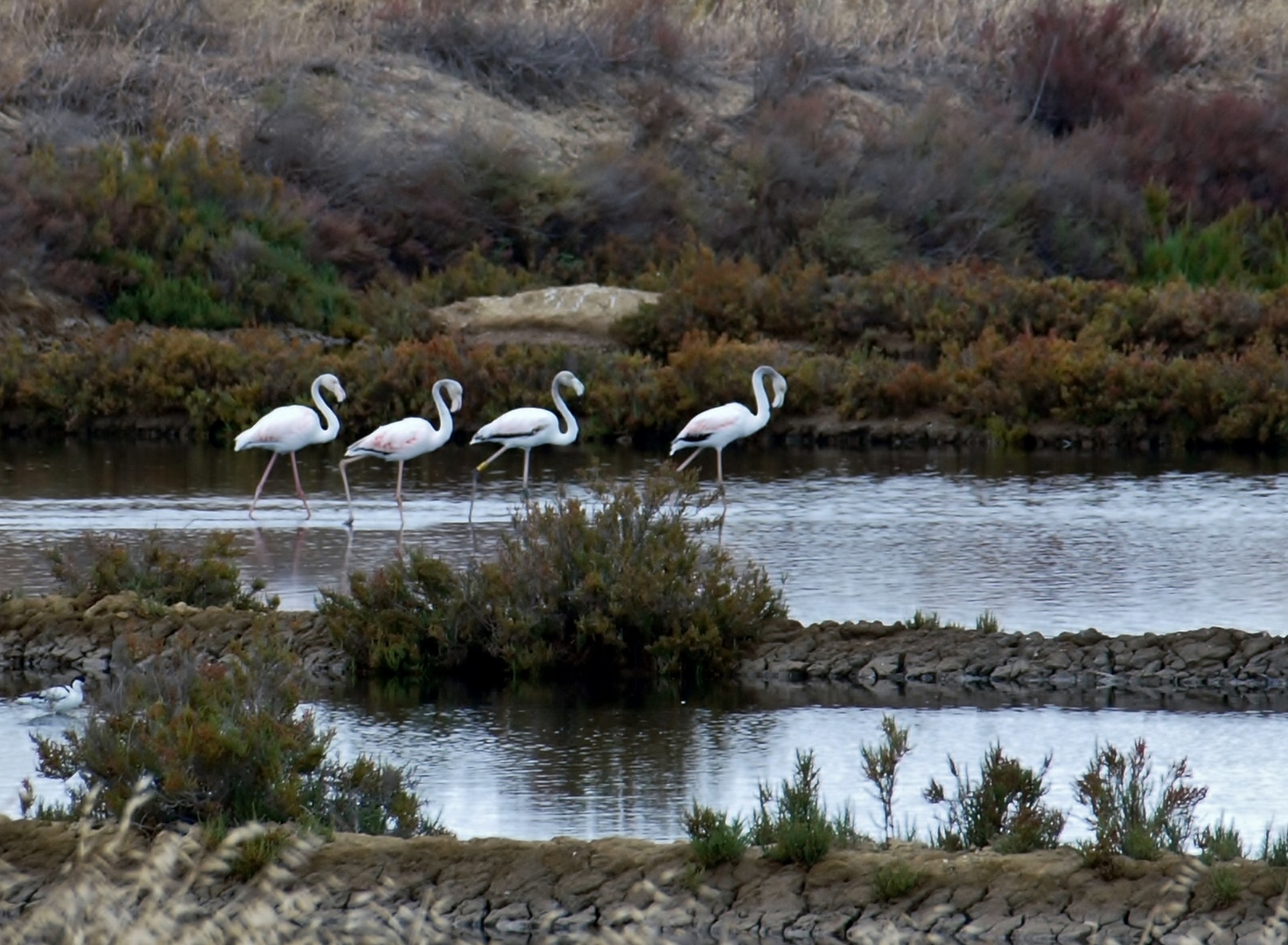 Flamand dans les salines