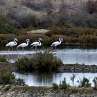 Flamand dans les salines