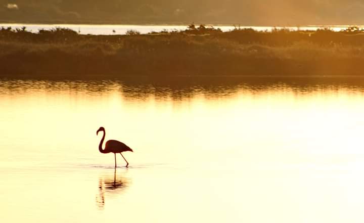 Flamand rose