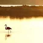 Flamand rose