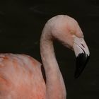 flamand rose