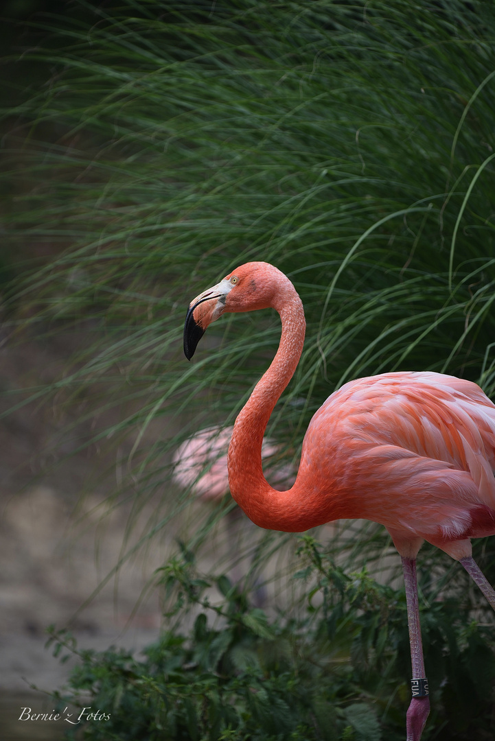 Flamand rose