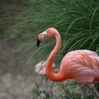 Flamand rose