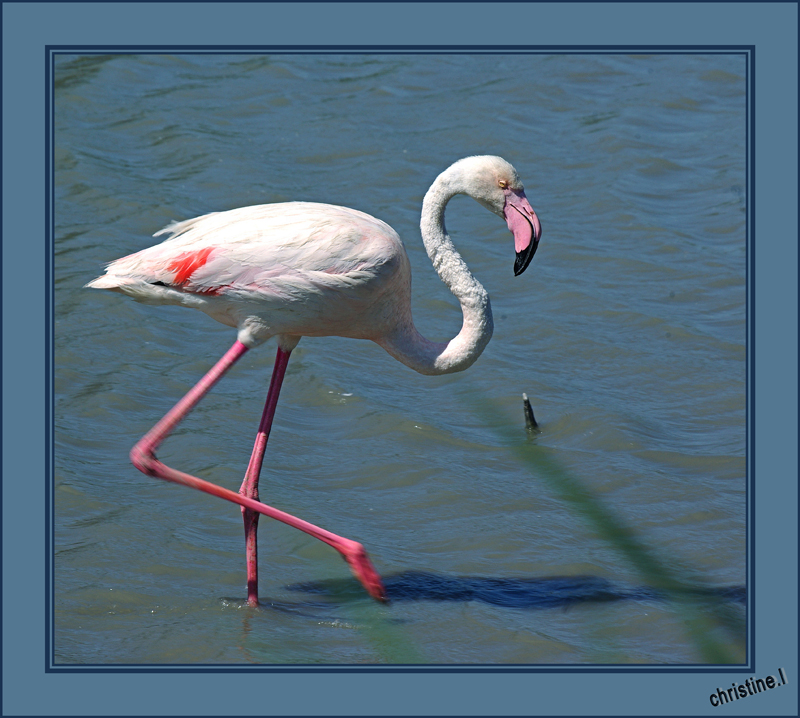 flamand rose