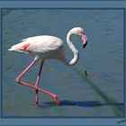 flamand rose