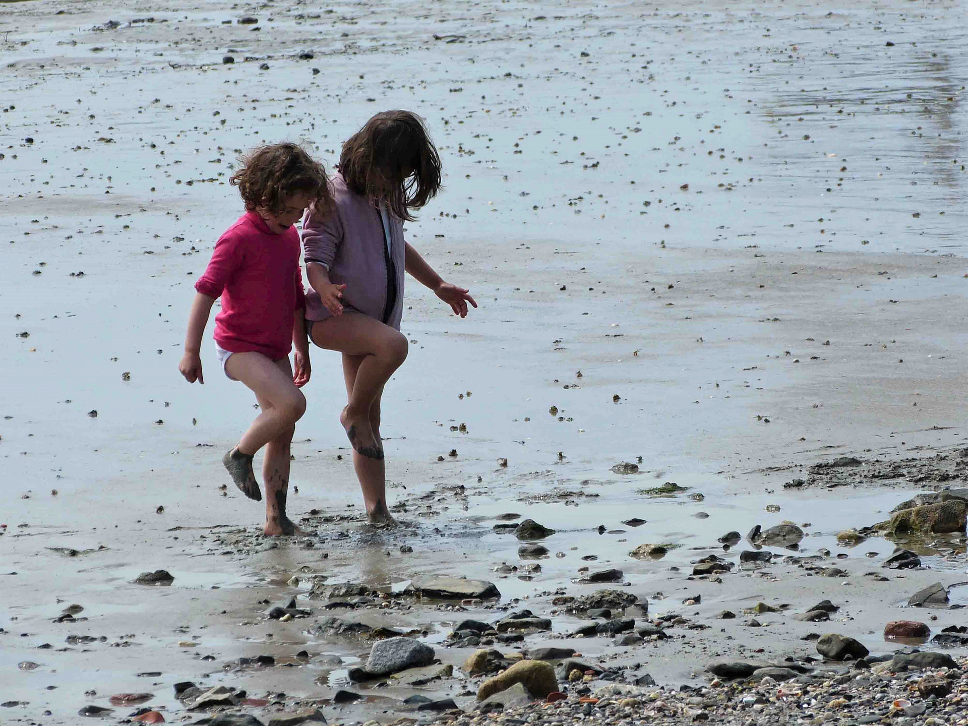 Flamandes roses en action