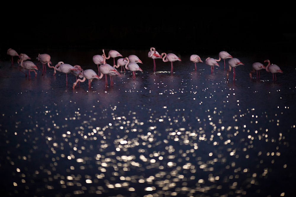 Flamands au clair de lune von Arion 