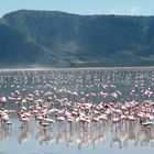 flamands du Ngorogoro