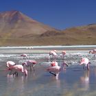 Flamands rose