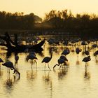 Flamands rose au coucher de soleil