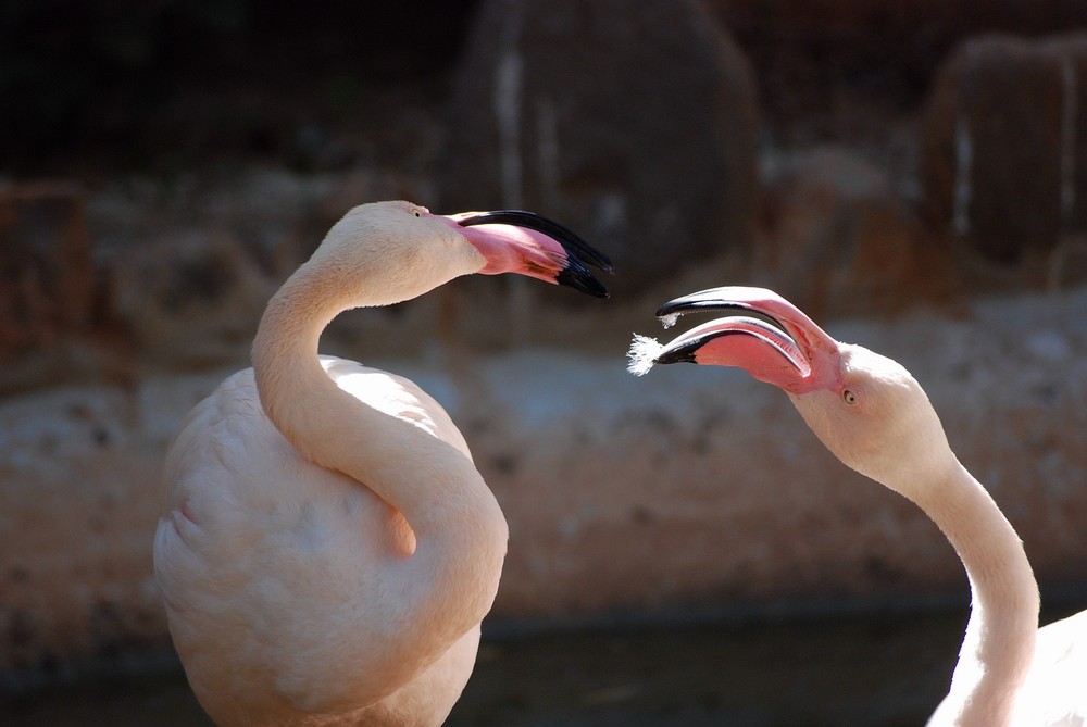 flamands rose