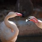 flamands rose