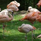 Flamands roses