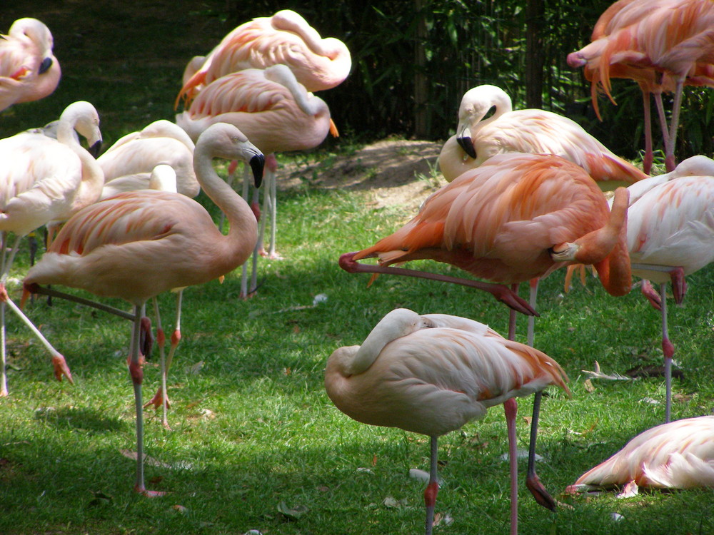 Flamands roses