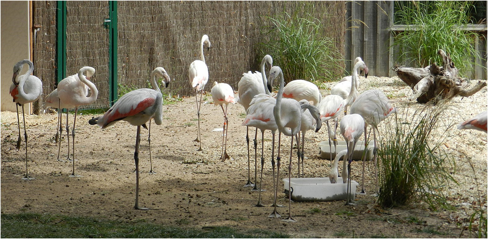 flamands roses