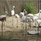 flamands roses